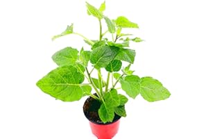 FLORAPARTNER Andenbeere Physalis peruviana Obst Pflanzen 2er Set