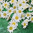 Edible Freeze Dried Food Grade White Daisy Flower Heads - 40 Heads - Cake Decoration - Cocktails (480)