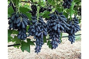 BAHELS Tafeltraube Weintrauben kernlos,Weinreben, Lebende Pflanzen,Natürlich, Weinreben winterhart,Tafel-Trauben,Vielfalt,Winterhartes,Vitis vinifera,Traubenwurzel Pflanze-2 Weinreben pflanzen-D