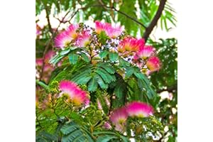 WJKWY-Q Seidenbaum Schlafbaum Winterhart Albizia Samen Baumsamen Winterharte Balkonpflanzen Stauden Bonsai Baum BäUme Garten Deko Zimmerpflanze KräUtersamen Indoor KräUtergarten Balkon Pflanze 100Stück