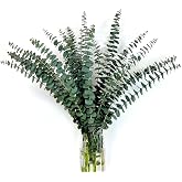 24 Pieces Natural Eucalyptus 45CM, Dried Eucalyptus Stems and Branches for Home Decoration, Dried Flowers, Wedding, Pampas an