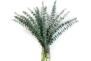FANGOO 24 Piezas Eucalipto Seco 45CM Hojas De Eucalipto Flores Secas Naturales Tallos De Eucalipto Real, Ramas De Eucalipto Plantas Secas Ducha De Eucalipto Boda Pampas Arreglos Flores Decoración del Hogar