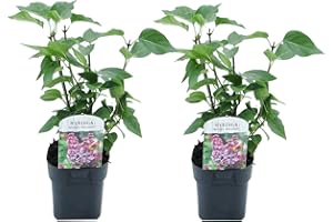 Plant in a Box - Syringa vulgaris 'Michel Buchner' - Set di 2 - Arbusto ornamentale da giardino -Lilla - Vaso 17cm - Altezza 25-40cm