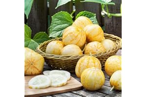 TJYXGS 50 Pièces Graines De Concombre Variété Rare Forme Ronde Saveur De Citron Riche Légumes Préférés Frais Jaune Doré Attrayant Cour Extérieure Vue De Paysage