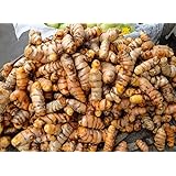 Mall~Kerala : 500 Gms of Precious Haldi Turmeric Curcuma Longa Halad Arishina Manjal Curcumin Pasupu or Haladi Rhizomes for growing Propagation