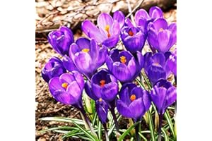 COOTO 10 Bulbi Zafferano Crocus Bulbi Autunnali Bulbi Fiori primaverili Crocus Giardinaggio Bulbi Flower Record