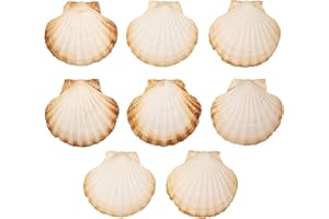 Finoly Große Natürliche Muschelschalen Jakobsmuscheln Muscheln 10x11 cm Paket 4/8/12/16 Stück | Jakobsmuschel Schalen für die Küche Dekoration Handwerk DIY (8, Rund)