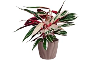 Green Me Up Set Calathea Triostar No. 19 im 19 cm Topf, Zimmerpflanze 60 bis 70 cm mit rosa weiß grüner Blattfärbung, Übertopf Milly 24 cm in Altrosa, Dekoset für Wohnzimmer und Büro, Tierfreundlich