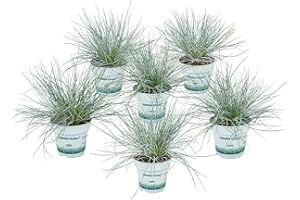 BLOOMIQUE Festuca 'Compacta blue' - Festuca blu - Erbe ornamentali - Resistente all'inverno - diametro: 10,5 cm - 15-20 cm