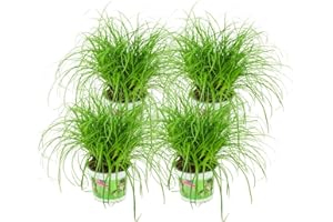 ZynesFlora Cyperus Zumula Lot de 4 véritable herbe à chat - Ø 12 cm - Hauteur : 25-30 cm - Plante comestible pour chats