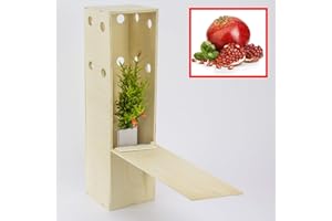 FINCA CASAREJO Melograno nano - Arbusto decorativo - Giovani germogli da 30 cm ricevuti in una scatola di legno riutilizzabile - 1 unità