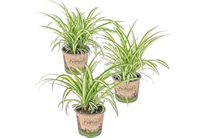 Lys d'herbe | Chlorophytum 'Variegatum' par 3 pièces - PetFriendly - Plante d'intérieur ⌀12 cm - 25 cm