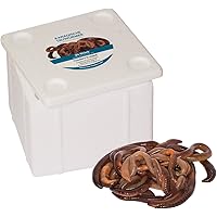 Kanadische Tauwürmer 24 Stück Würmer Lebend Lebendköder Tauwurm Tau Wurm