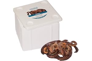 FEEDERS & MORE Kanadische Tauwürmer Angelköder ★DAS ORIGINAL★MEGADEAL★ 24 Stück in der Styrobox