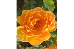 THE GARDEN ROSE COMPANY Bella - Fragrant Amber Yellow Blooms - 4L Potted Rose