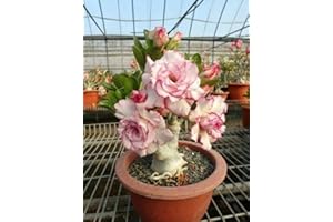 Plante de rose du désert, peut être cultivée à l'intérieur et à l'extérieur, plante rare-1bulbe,G