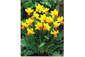 COTTAGE GARDEN BULBS " Jetfire" Rockery Narcissi/Daffodil Bulbs : Similar to Tete a Tete : Spring Flowering - Free UK P & P (25)