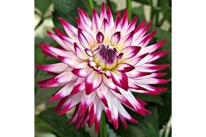 XHLKD-Y 3 Piezas Mezclar Raro Bulbos De Dalia Tubérculos Tolerantes A La Sequía Flores Adecuado Balcón Terraza Plantación Decoración Indispensable Para Jardinería