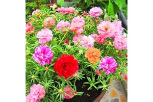 EYSII Mousse Rose couleur mélangée graines de fleurs 100 + ornementales Portulaca Grandiflora fleurs graines bonsaï graines pour bonsaï maison jardin balcon plantation