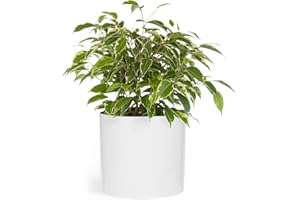 Fox & Fern Macetero, Maceteros Decorativos Interior, Macetas Exterior Grandes, Maceta Grande Plantas y Flores Resistente a Rayos UV y Heladas, Maceteros Exterior, Tapón de Drenaje, Piedra de Fibra