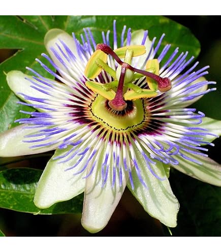 Passiflora 'Victoria Violacea' XL - 2 Piante Rampicanti In Vaso ⌀17 Cm, Altezza 110-120 Cm, Fiori Viola E Frutti Commestibili