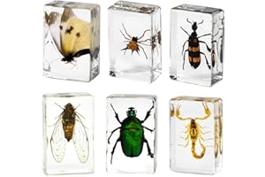 AELMIYW Insect in Resin Specimen,Bugs Collection Paperweights Arachnid Resin Specimen Different Insect Specimen Bug Preserved in Resin for Kids Scientific Educational Toy(6 Styles)