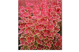 BALDUR-GARTEN GMBH BALDUR Garten Berberitze Orange Sunrise, 1 Pflanze, bienen- & schmetterlingsfreundlich, dekorative Pflanze, winterhart, pflegeleicht, blühend, Berberis thunbergii