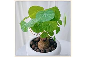 YGHESFDE Stephania erecta bulbo,stephania erecta planta,plantas trepadoras, purificación del aire, plantas verdes,Crece bien en macetas-3bulbos-A