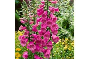 KÖLLE BIO Organic Thimble Dark Pink, Pot 11 x 11 cm, 3 Plants