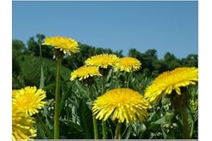 PREMIER SEEDS DIRECT - Dandelion - 2.2 GRAM Approx 2640 Seeds - TARAXACUM OFFICINALE - Tortoise Food