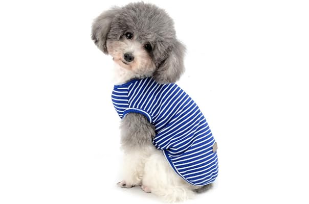 best dog apparel