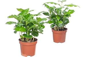 FLOWERBOX Juego de 2 plantas de café – Fácil de limpiar – Coffea Arabica – Altura aprox. 20 cm, diámetro de la maceta 9 cm