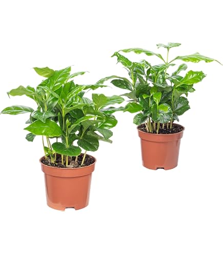 Coffea arabica  kleine Kaffeepflanze  pflegeleichte Zimmerpflanze im Topf   7 cm, ca. 20 cm hoch  kompakt & dekorativ : Amazon.de: Garten