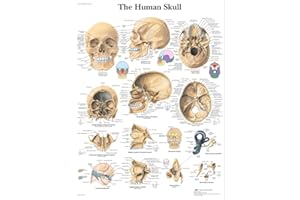 3B Scientific VR1131UU anatomia człowieka - wykres ludzkiej czaszki, wersja papierowa