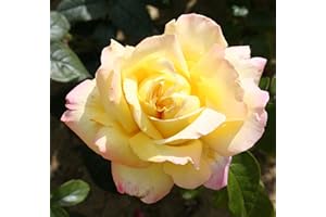 Longacres Peace' Garden Rose Bush in 4L Pot (Live Plants)