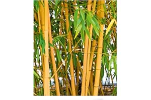 BALDUR Garten Goldener Peking Bambus, 1 Pflanze, | Besonders winterharten Sorten (bis -25° C) | Phyllostachys aureosulcata aureocaulis winterhart und immergrün golden gefurchte Bambuspflanze