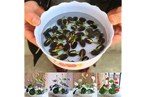 Luojuny Schüssel-Lotus-Samen, 1 Beutel Schüssel-Lotus-Samen Mini, seltene Mischungsfarbe, natürliche Blumensamen für den Garten Schalenlotus-Samen