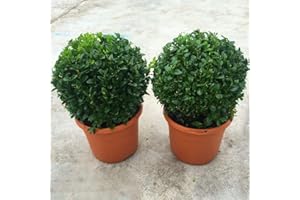 GardenersDream Buxus Sempervirens Ball Plants - Pair of Real Topiary - Outdoor Garden Ready Hardy Shrubs - Ornamental Evergreen Live Plants for Patios and Borders (20cm Diameter)