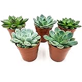 Sukkulenten Echiverien Mix | 5 Stück | Pflegeleicht | Zimmerpflanzen | Geschenkset | Topf ⌀6 cm | (ohne Topf)