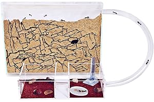 Anthouse. es Naturlig anthill i sand, medium akrylanthill (sandwich + foderlåda) myrgård med myrkoloni ingår, 25 x 20 x 1,8 cm och 20 x 12 x 12 cm