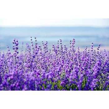 Echter Lavendel Samen Mehrjährig Winterhart bis 20C (Lavandula