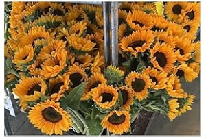 JARDIN202 - Girasoles | Flor Natural | Ramo de 5 tallos | Amarillo | 80cm de alto