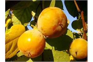 TREE ONLINE NURSERY 2X American Persimmon - DIOSPYROS VIRGINIANA 20-25cm Plants in 9CM Pot - Small Tree with Tomato Sized, Sweet, Edible Fruits - 20-25cm