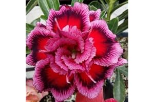 FKGNQS Desert Rose Tuber, Hardy, Perennial, Adenium Obesum Plant, Desert Rose Plant in Pot, Desert Rose Plant, Desert Rose Rhizome, Bonsai Plant, 1Tuber-a