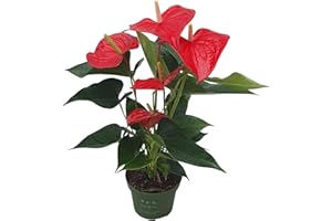 Plant in a Box - Langue de feu - Anthurium 'Royal Champion' - Hauteur 35-45cm - Pot 12cm - Plante d'intérieur fleurissante - Rouge