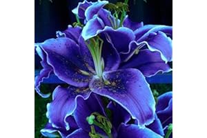 Benoon Semillas De Lirio, 100Pcs / Bolsa Semillas De Lirio Sunshine Needed Semillas De Lirio Bonsái No Híbridas De 8 Colores Para Bonsái Azul