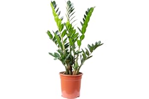 FLOWERBOX Zamioculcas zamiifolia 9+ - Planta de interior fácil de limpiar, altura 90 cm, diámetro de maceta 21 cm