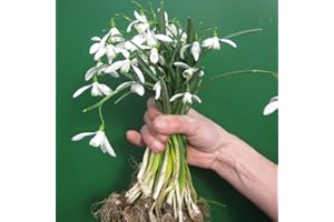 MILLTHORPE PLANT CENTRE Snowdrops in The Green - Actively Growing - 50, 100, 250, 500 or 1000 Bulbs - Free P&P (100)