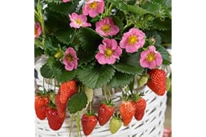 Strawberry Plants. 'Gasana'. Trailing Fruit. Everbearing Strawberry with Stunning Pink Flowers. 7cm Plant x 3. Available from Bedwen Plants.