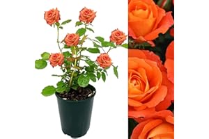 CARBETH PLANTS Rose Bush Super Trouper - Floribunda Orange Rose Bush for The Garden in a 3 Litre Pot (1 Plant)